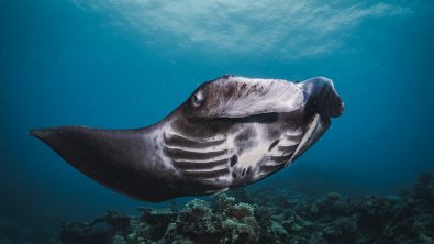 Manta Ray swimming over a reef