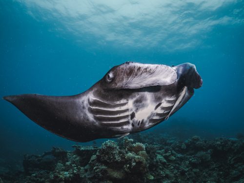 Manta Ray swimming over a reef