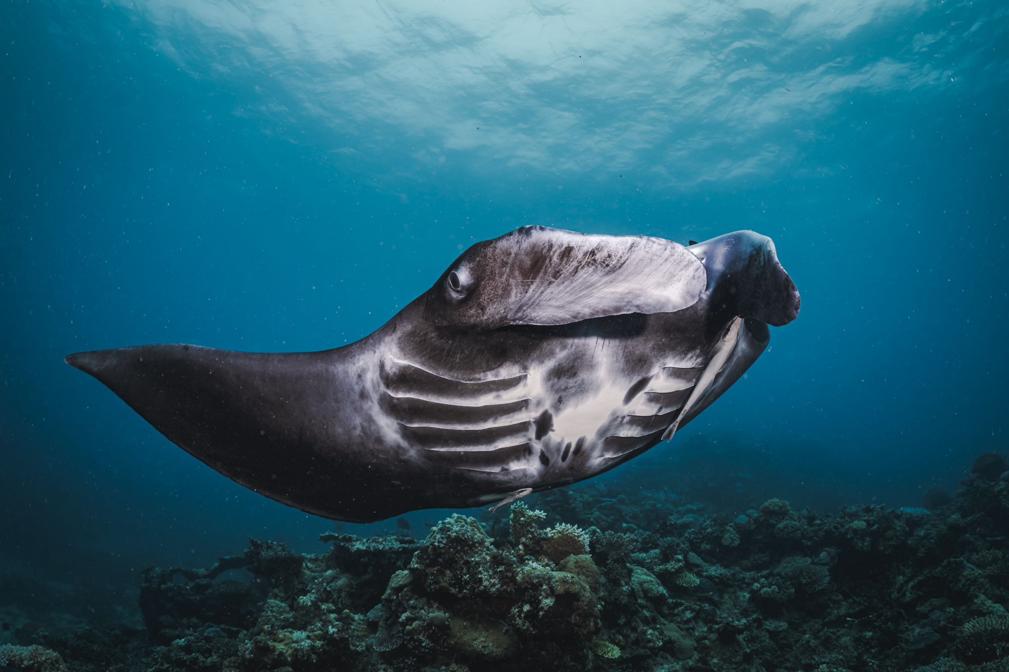 Manta Ray swimming over a reef