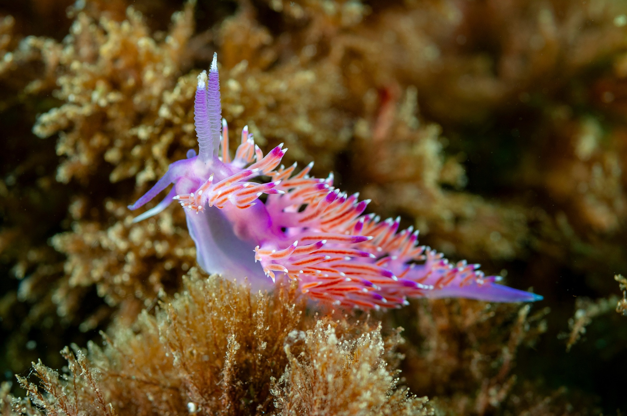 A purple and orange paraflabellina-ischitan nudibranch