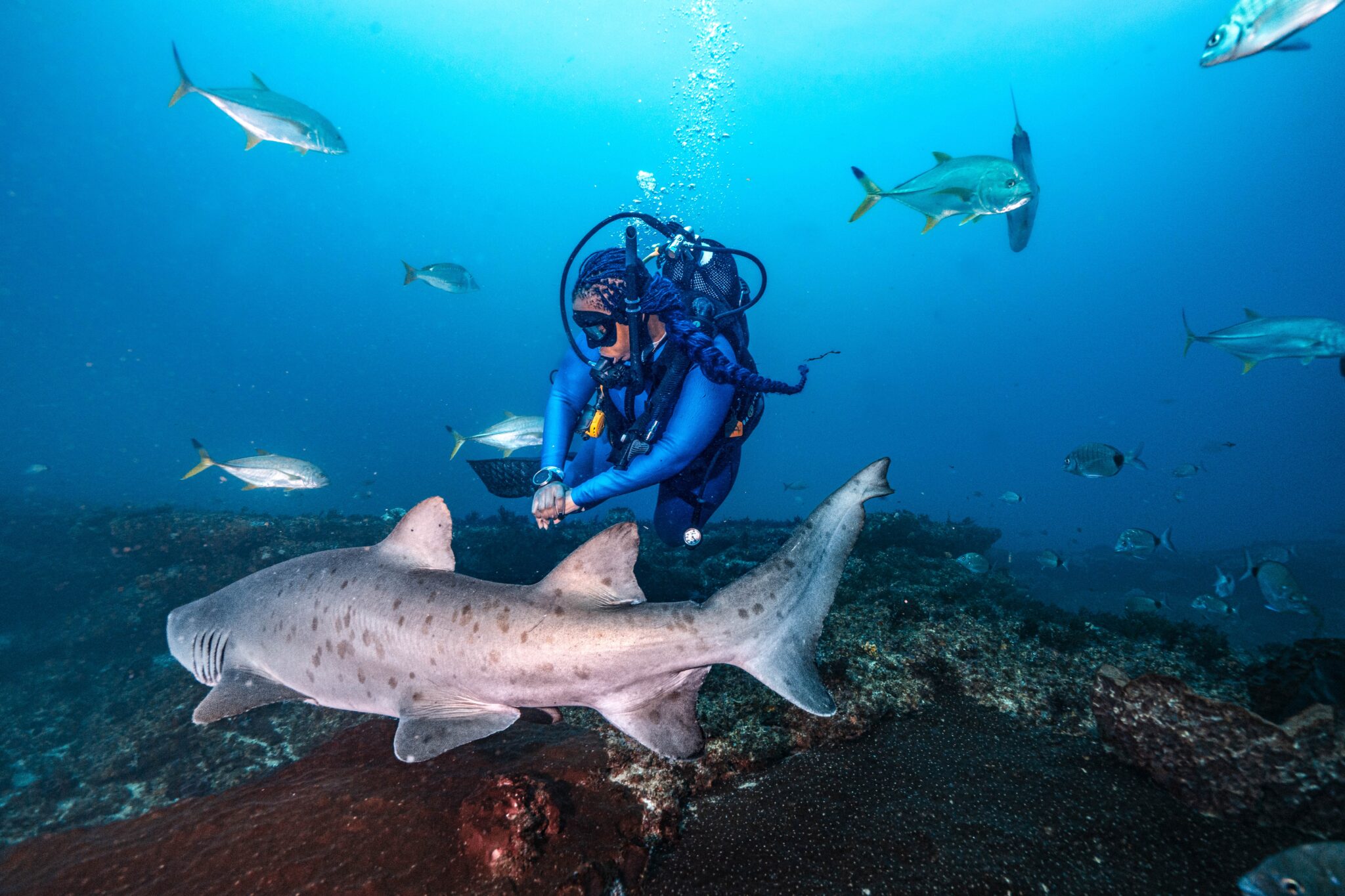 Sand tiger shark swimming in front of a diver