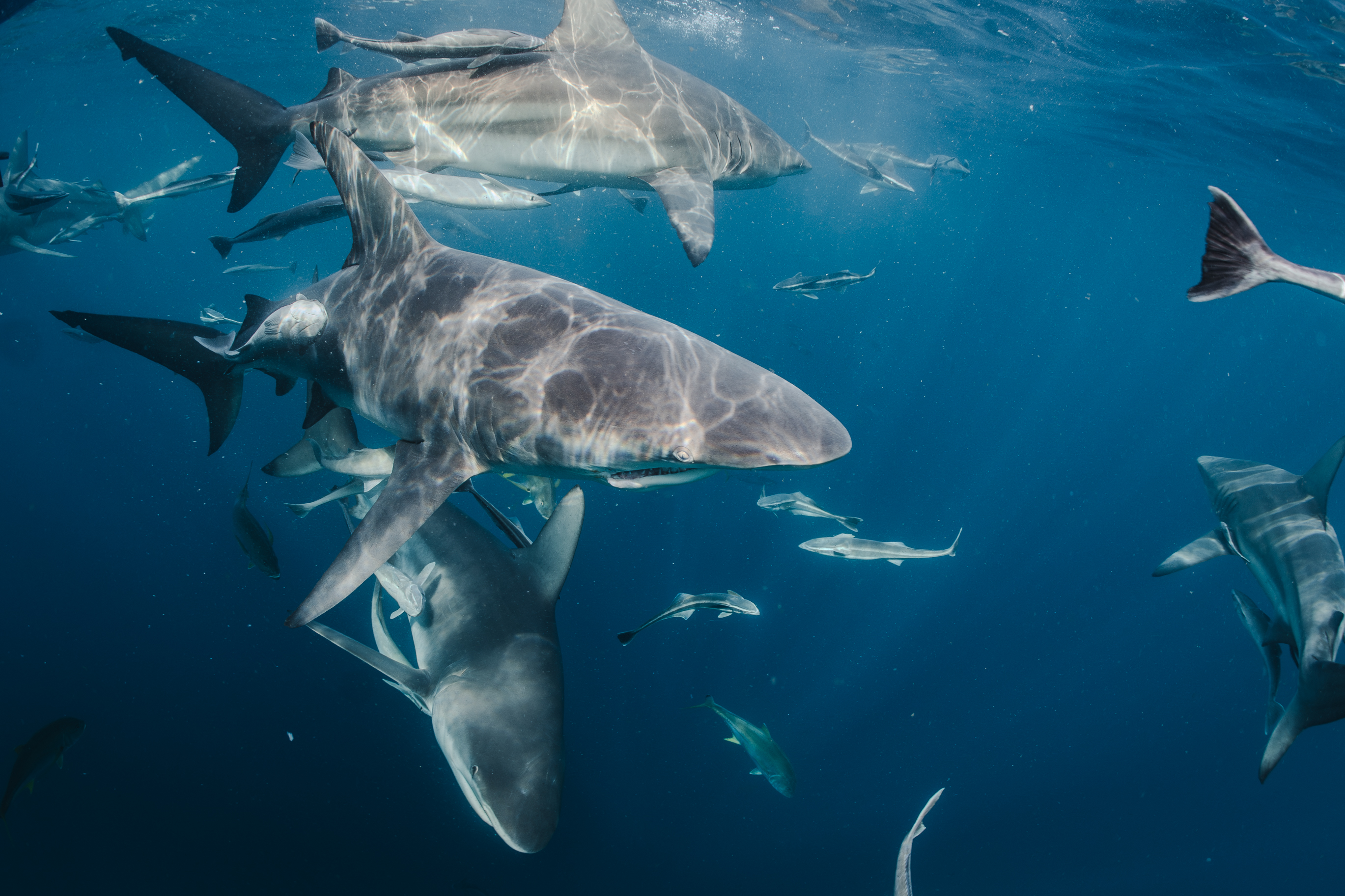 School of sharks
