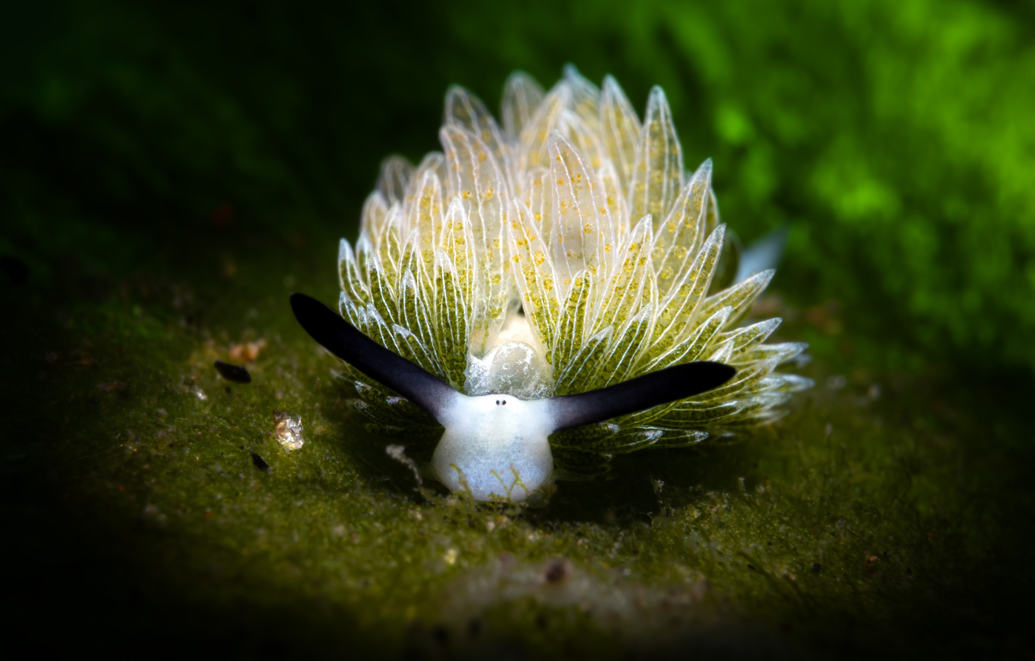 A nudibranch with green leaf-like gills surrounding a white body. Two dots between the antennae-like rhinophores look like eyes, giving the creature a "face' like the animated character Shaun the Sheep