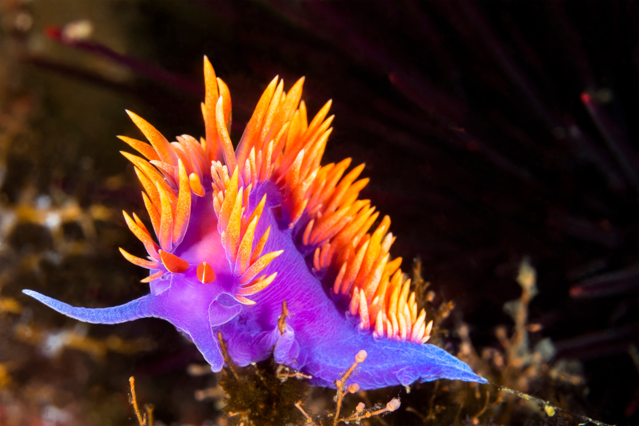 A purple nudibranch with a mowhawk of orange cerrata on its back