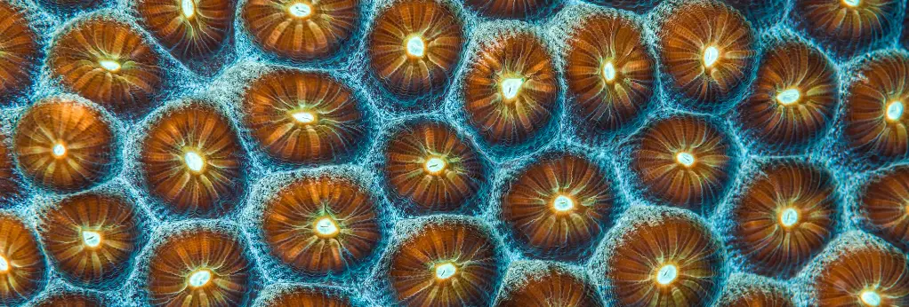 How PADI Eco Centers Are Transforming Marine Tourism: Key Takeaways From a Historic Chapter in Dive History