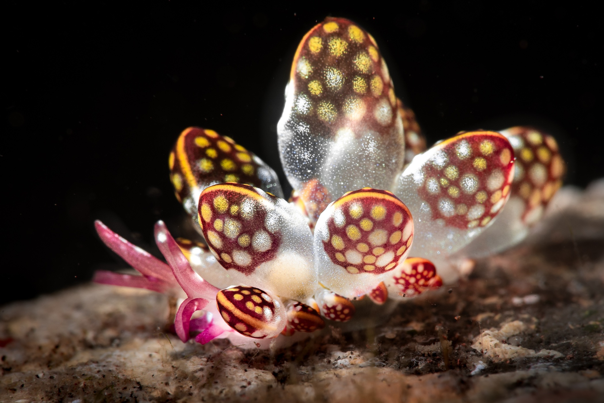 A semi-translucent butterfly nudibranch with a mostly white body and dotted tips