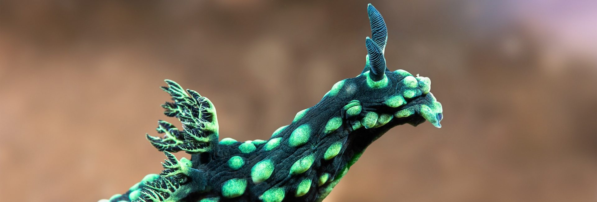 10 Fun & Funky Nudibranchs: How Many Have You Seen?