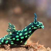 A green nembrotha nudibranch has a black body with green spots and gill plume