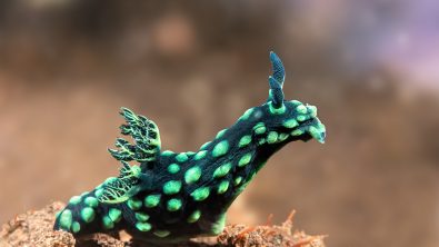 A green nembrotha nudibranch has a black body with green spots and gill plume