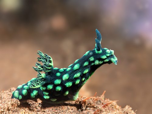 A green nembrotha nudibranch has a black body with green spots and gill plume