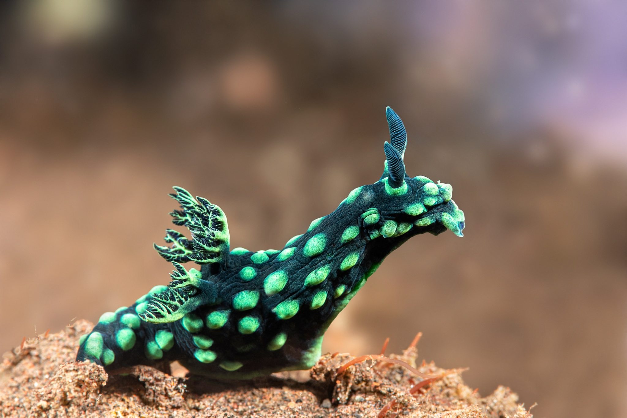 A green nembrotha nudibranch has a black body with green spots and gill plume