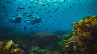 Two scuba divers swimming along a kelp reef who are surrounded by a shoal of fish