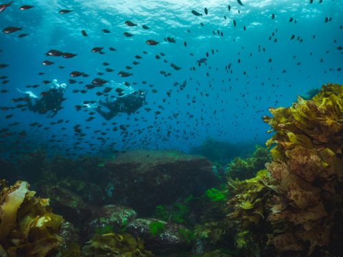 Two scuba divers swimming along a kelp reef who are surrounded by a shoal of fish