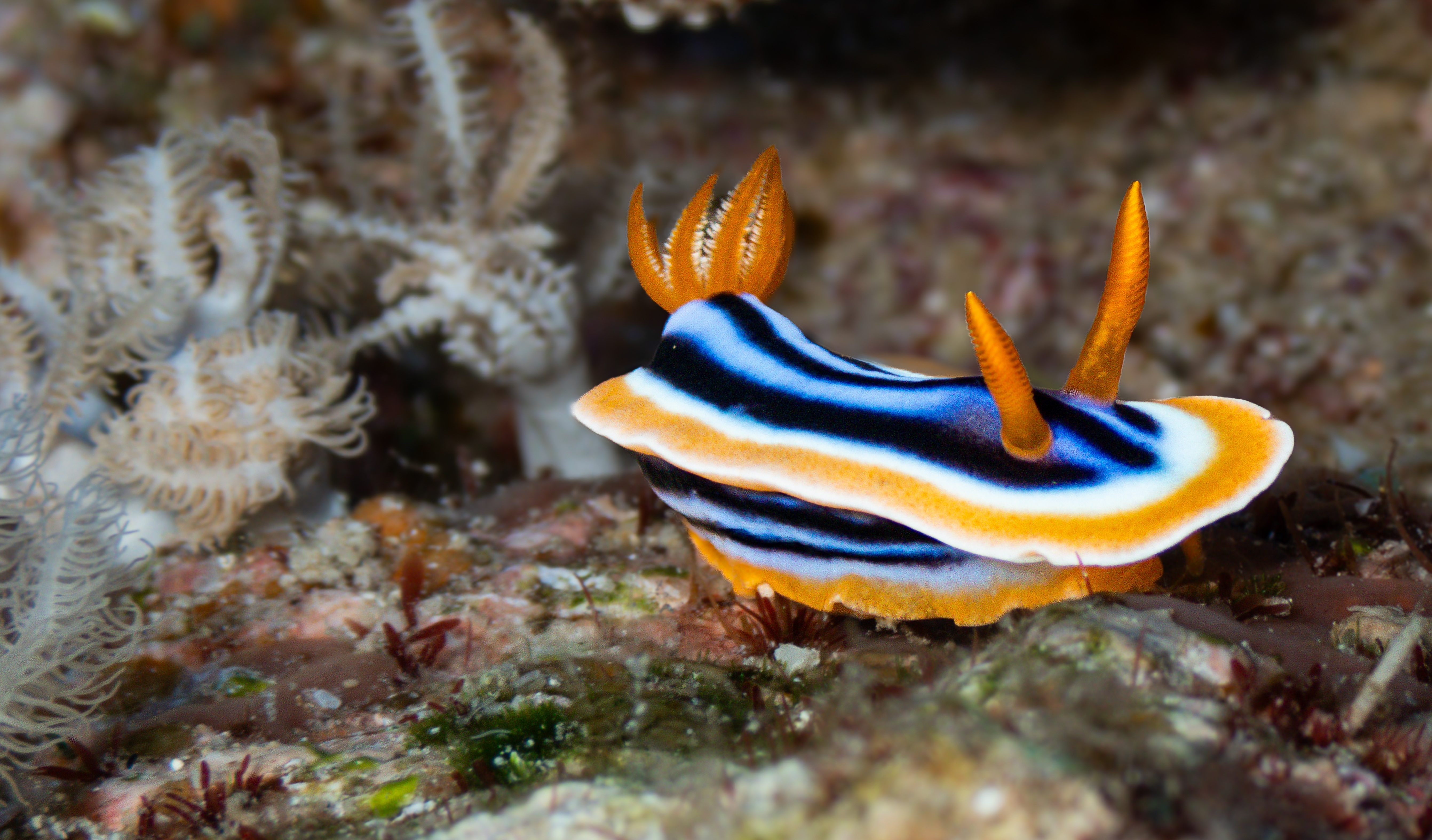 A chromodoris quadricolor nudibranch in vibrant blue, white, red and yellow