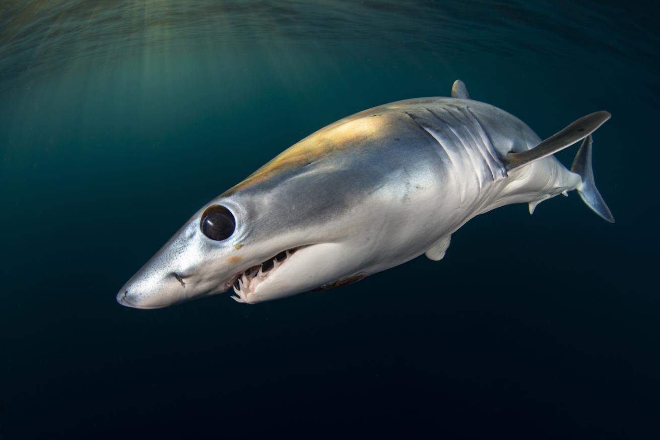 Close up of a mako shark for the Scuba Diving Magazine photo contest