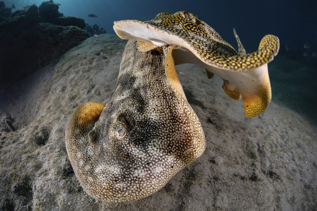 Close up of two rays mating on the seafloor for the Scuba Diving Magazine photo contest
