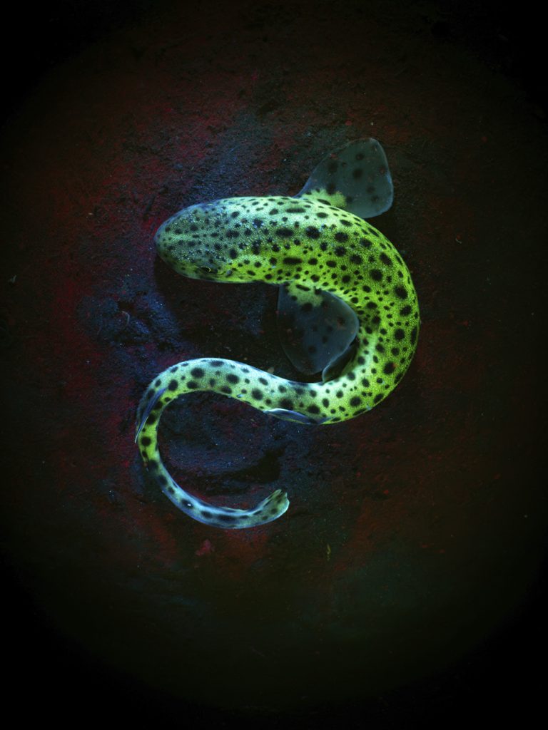 Bioluminescent spotted catshark curled on the seafloor for the Scuba Diving Magazine photo contest
