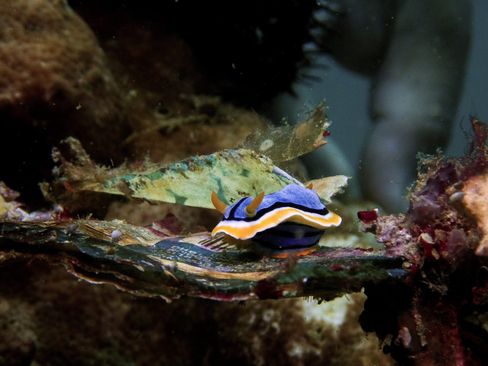 Nudibranch crawling on ocean plastic for a WDD photo contest