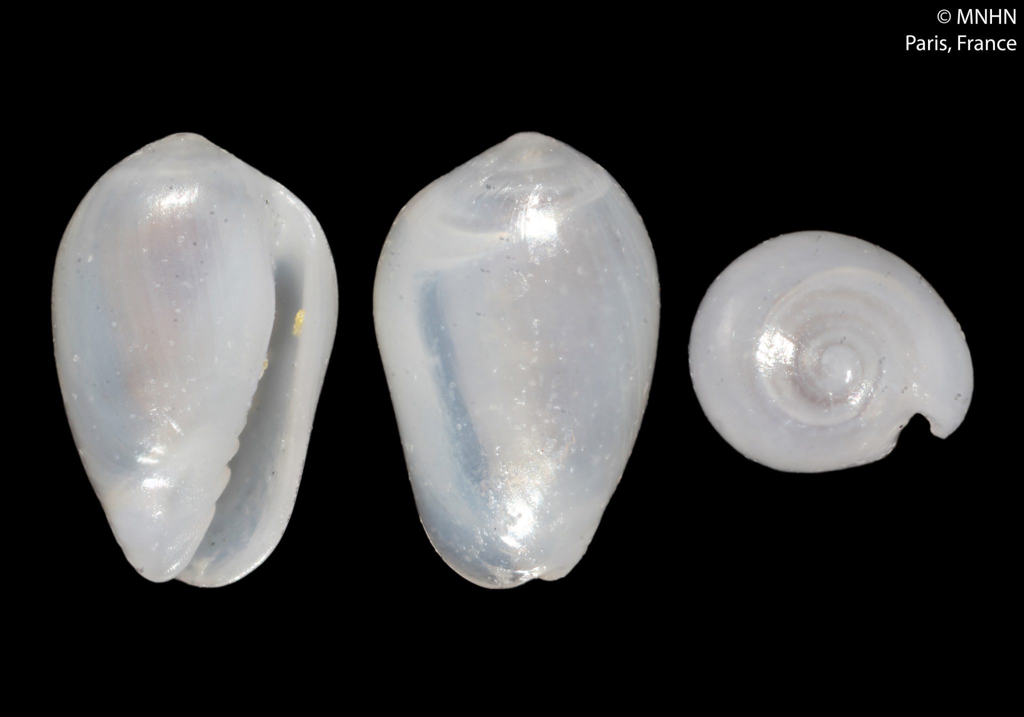 Marine snail Gibberula goodallae named after Dr Jane Goodall.