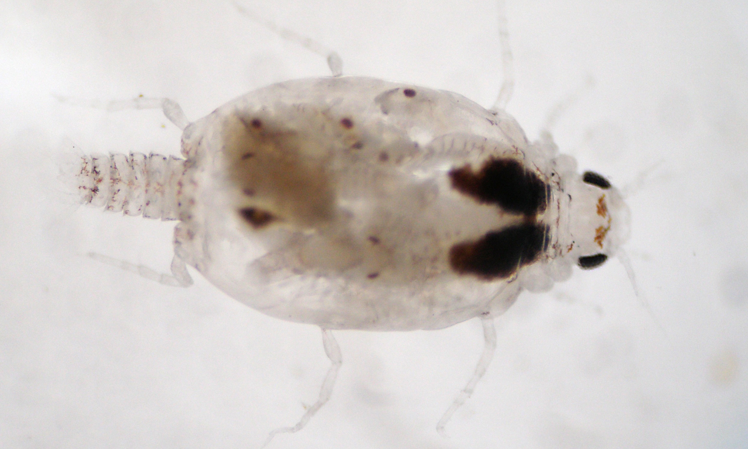 Female gnathiid isopod (Gnathia marleyi). Named after Bob Marley. By: A.M. Coile.