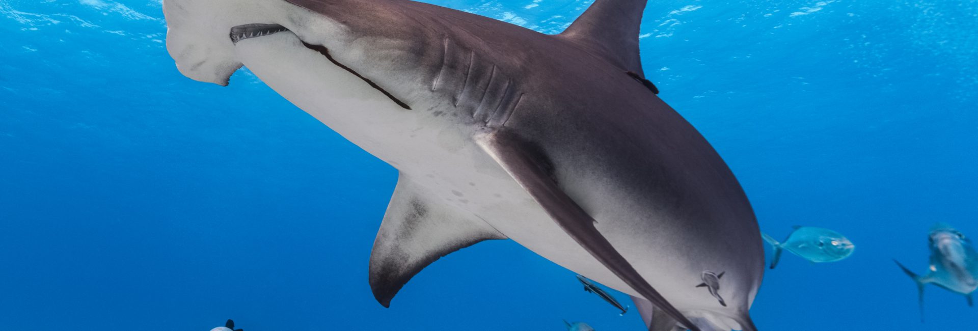 I Was Afraid of Sharks. Now I’m Afraid for Them.