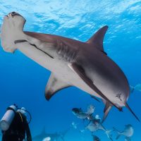 Hammerhead shark turning with a diver in the background