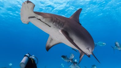 Hammerhead shark turning with a diver in the background