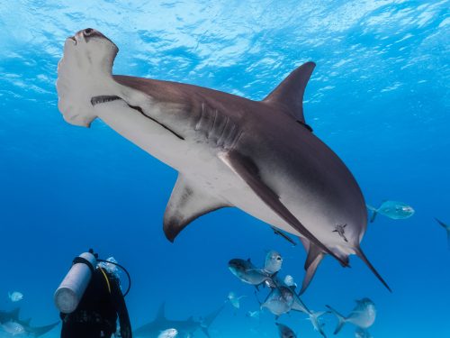 Hammerhead shark turning with a diver in the background
