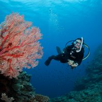 A scuba diver investigates a type of soft coral during a scuba dive in Okinawa, Japan