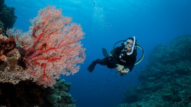 A scuba diver investigates a type of soft coral during a scuba dive in Okinawa, Japan