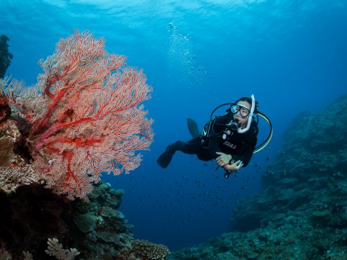 A scuba diver investigates a type of soft coral during a scuba dive in Okinawa, Japan