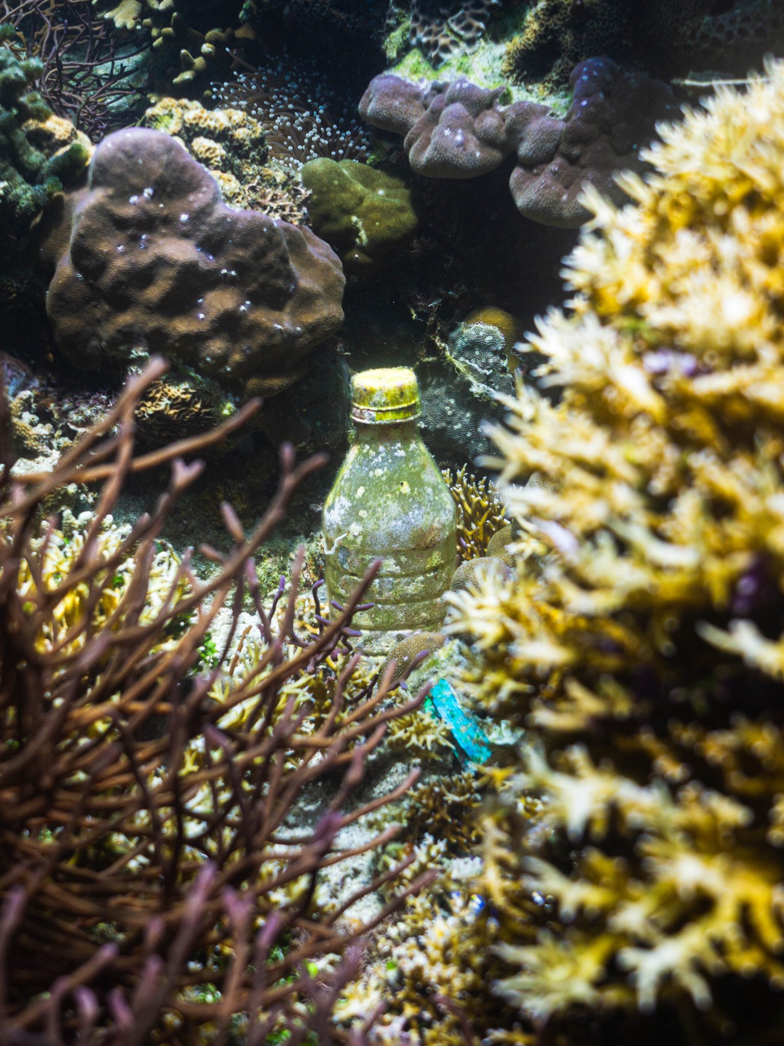 Plastic bottle on the seafloor covered in algae for a WDD photo contest