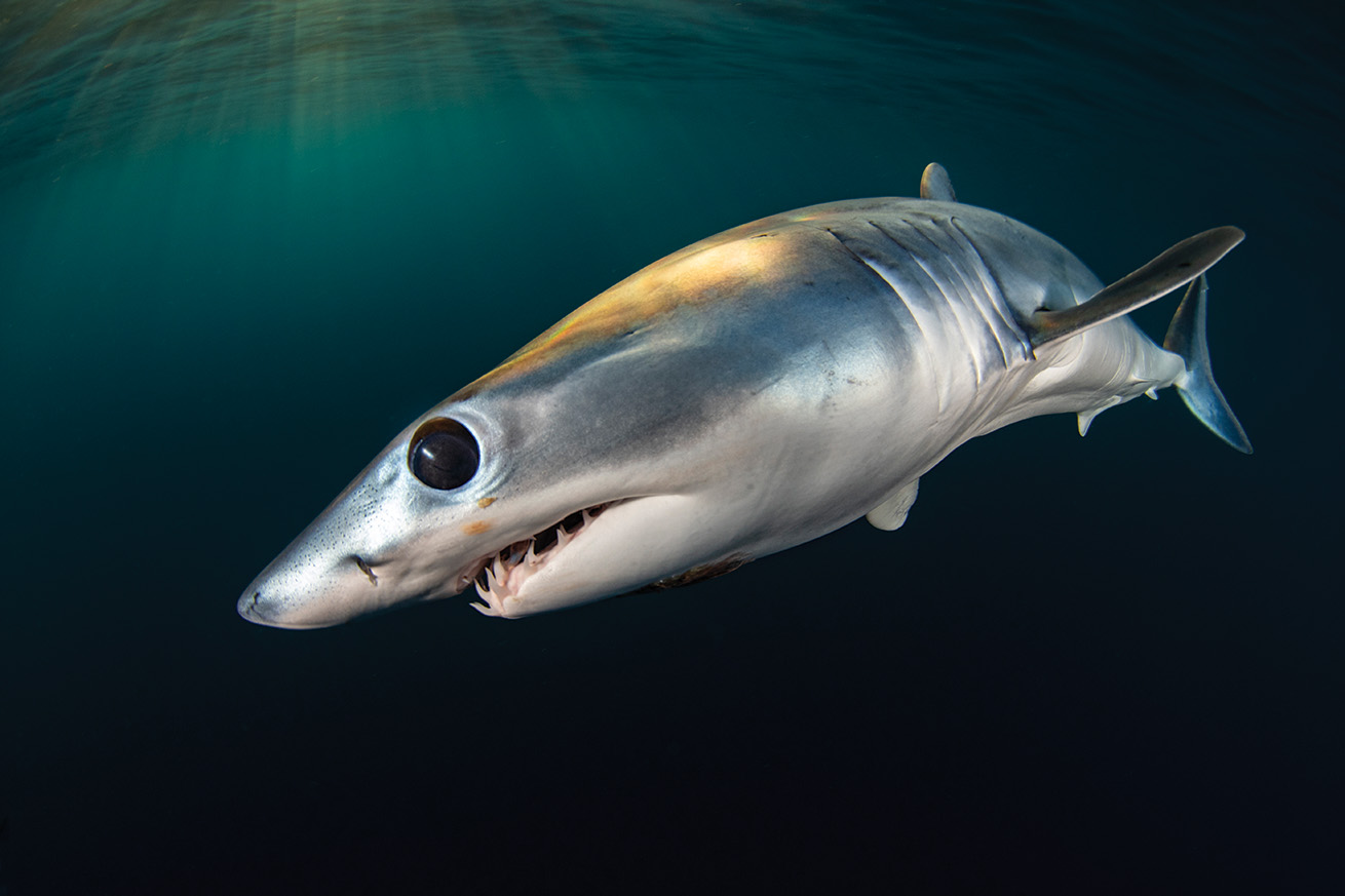 Mako Shark close up for the Scuba Diving magazine contest