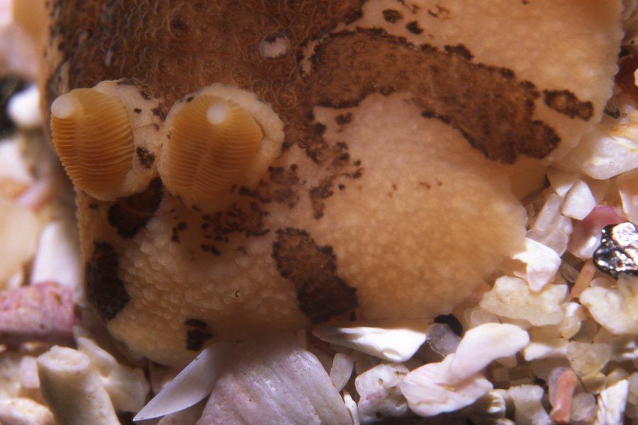 Mandelia mirocornata nudibranch named after Nelson Mandela.
