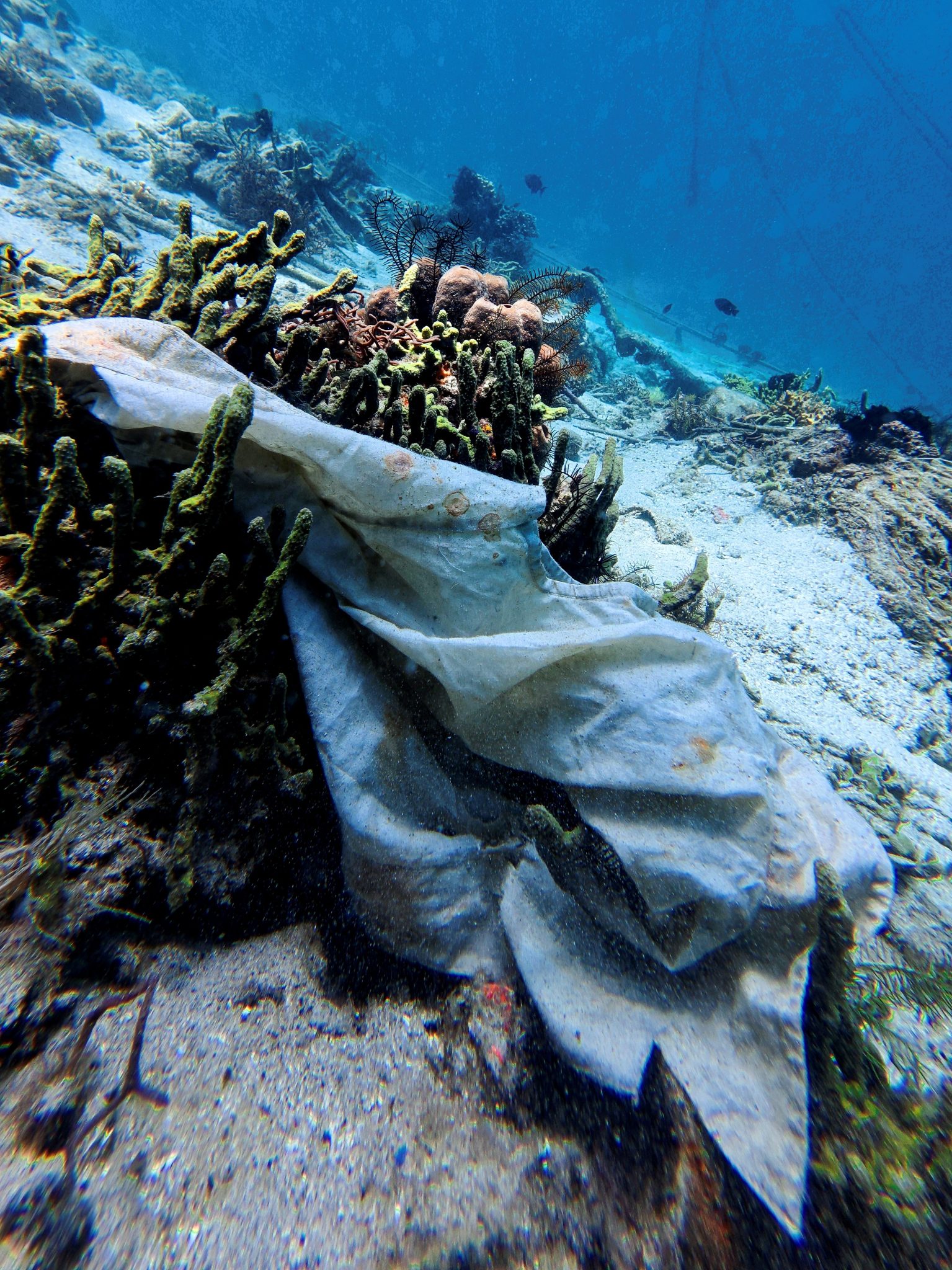 Ocean trash wrapped around corals for a WDD photo contest