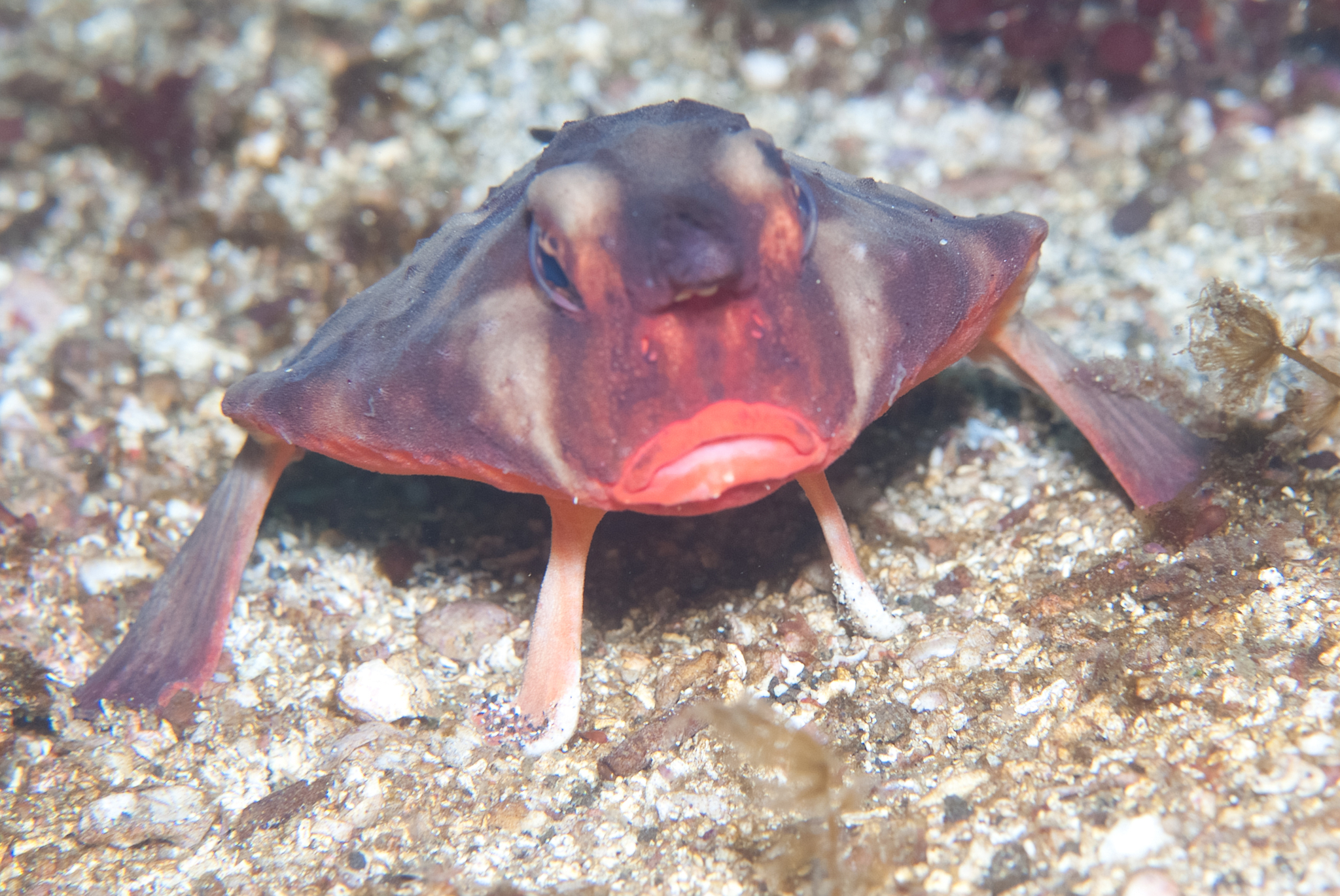 Red-lipped Batfish (Ogcocephalus darwini) in Ecuador. Named after Charles Darwin.
