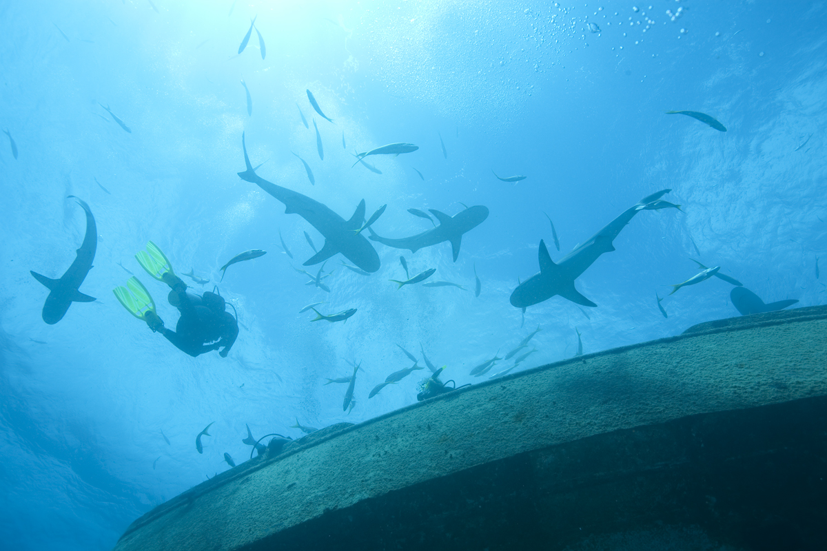 A diver swimming with a school of sharks above a wreck