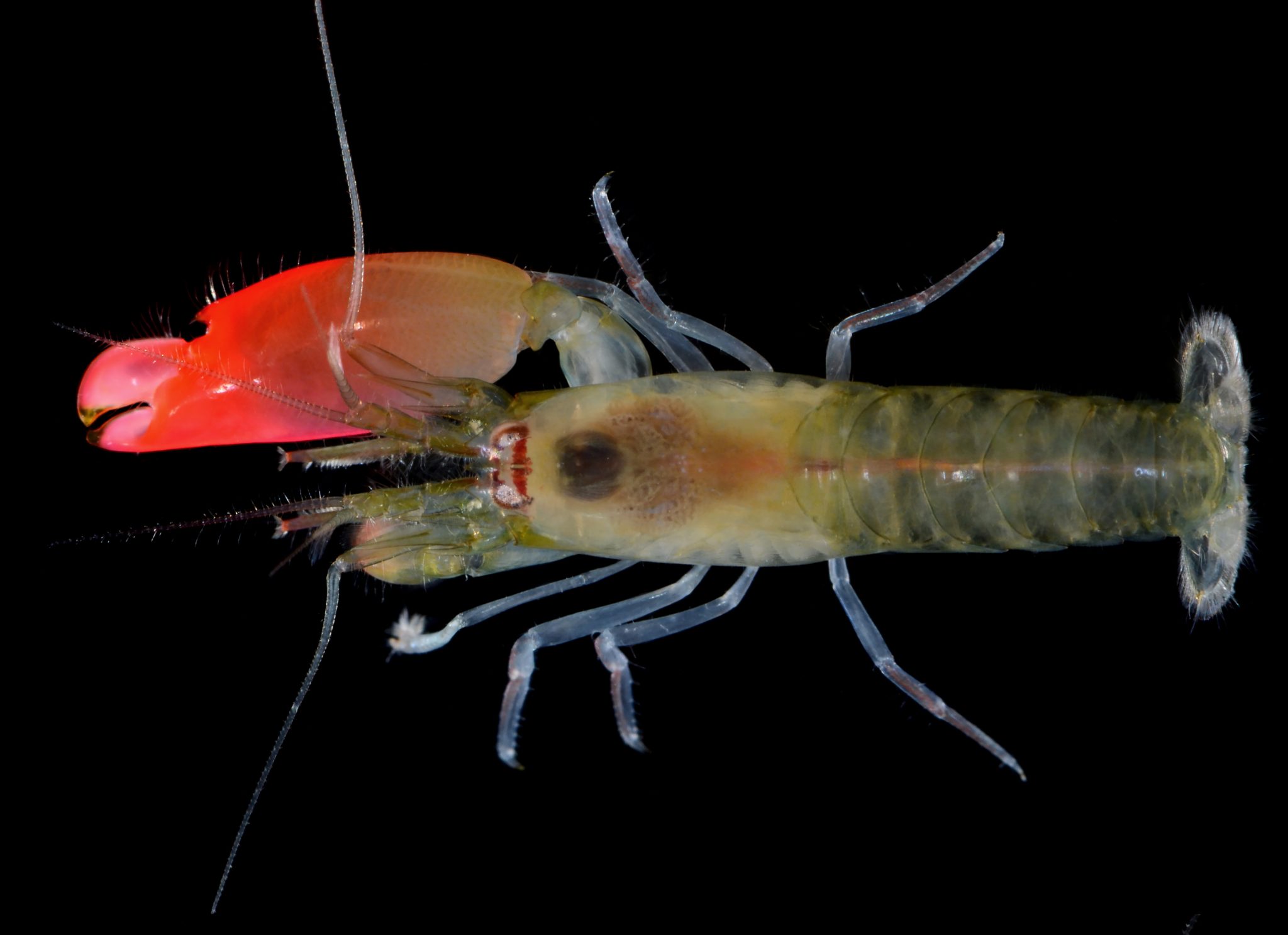 A male snapping shrimp (Synalpheus pinkfloydi). Named after the band Pink Floyd. By: A. Anker.