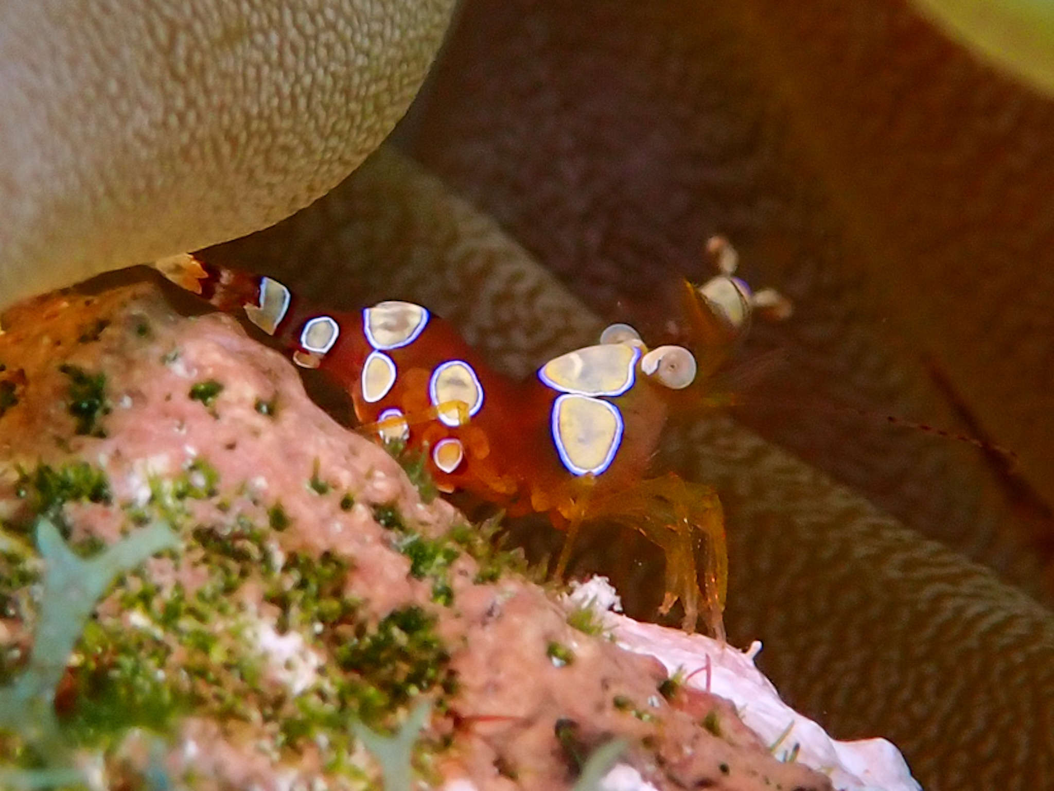 DiCaprio's Squat Anemone Shrimp (Thor dicaprio) within a anemone. Named after Leonardo DiCaprio. Shrimp (Thor dicaprio). Named after Leonardo DiCaprio.