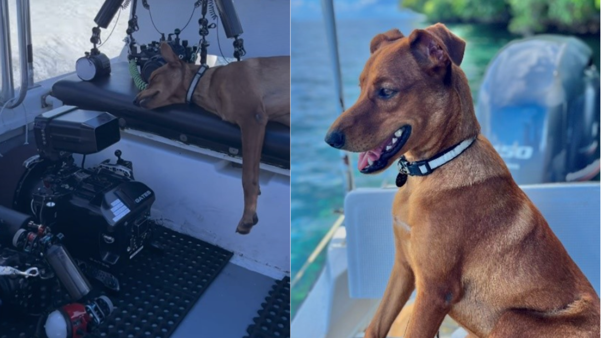 archer the dive shop dog