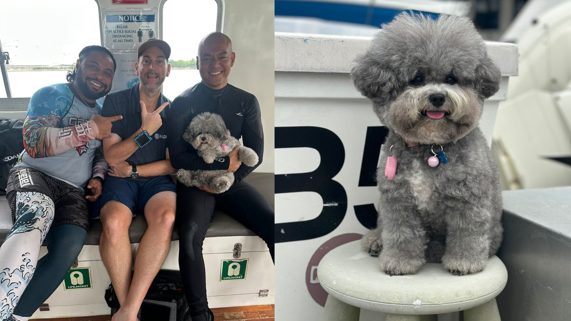 baby the dive shop dog