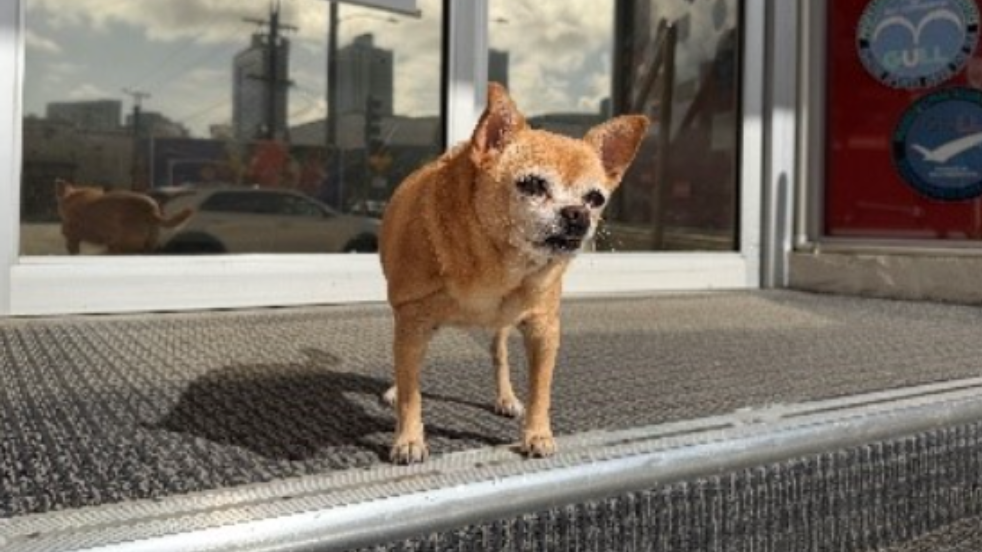 chug the dive shop dog