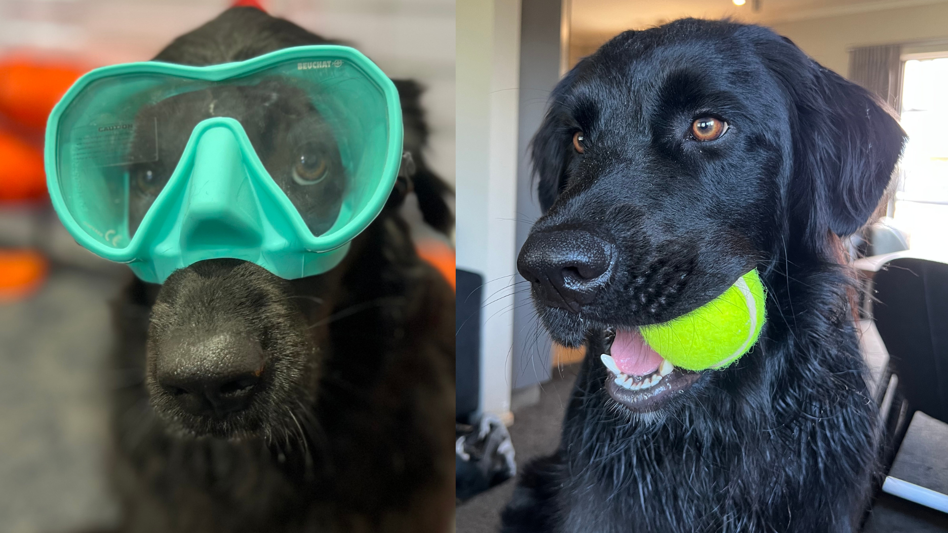 covi the dive shop dog