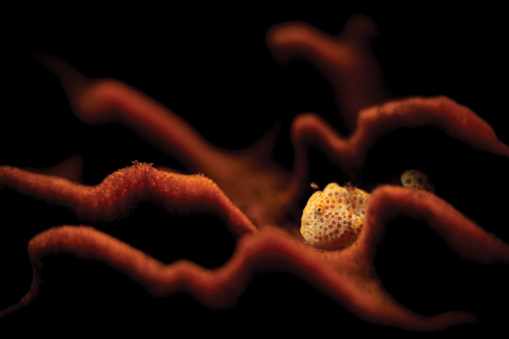 Small orange frogfish in a red sponge by Ajiex Dharma for the Scuba Diving magazine contest