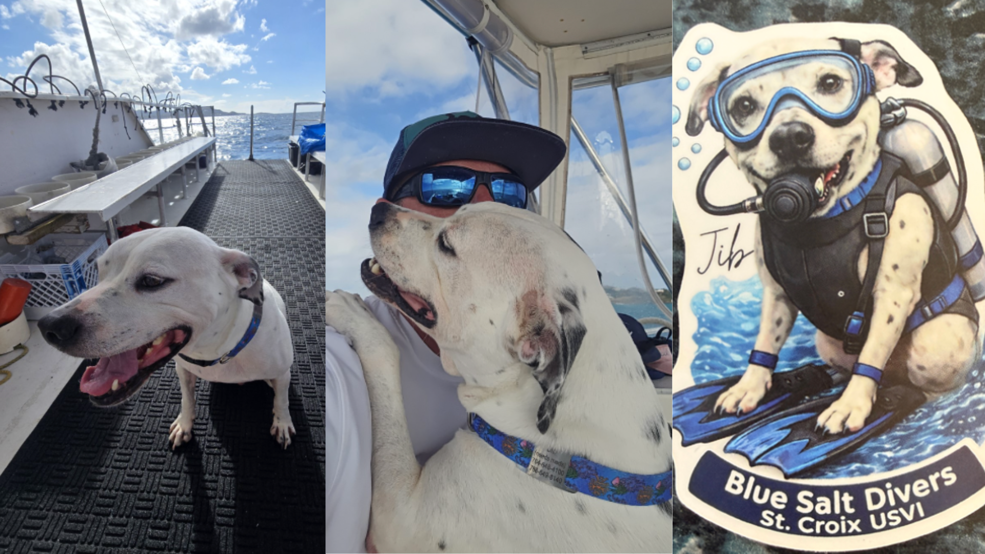 jib the dive shop dog