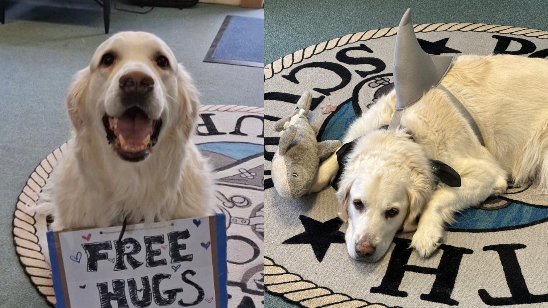 louie the dive shop dog