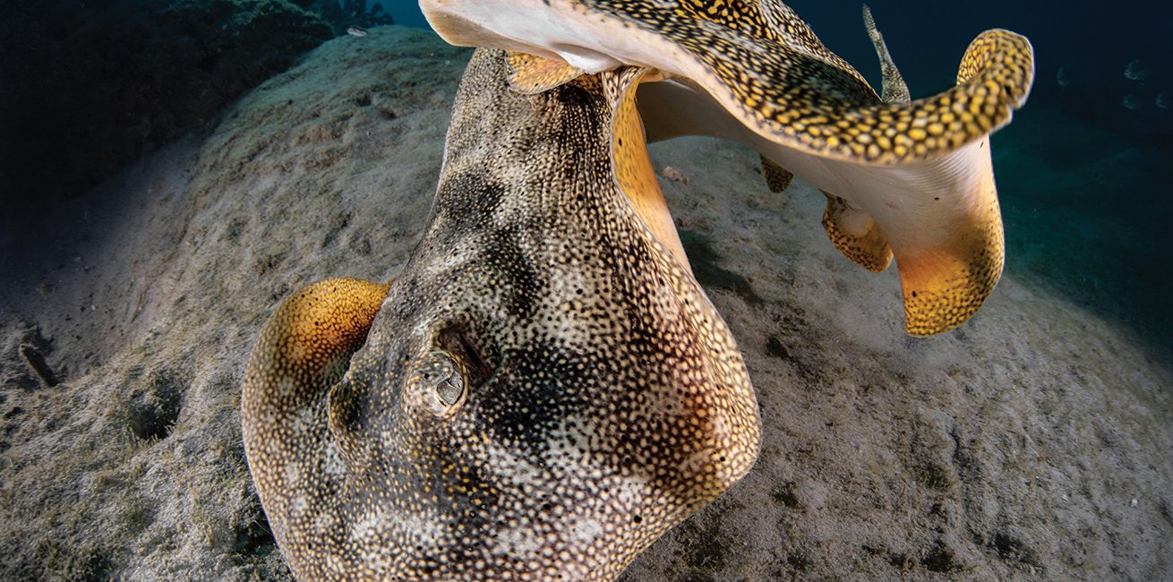 Introducing the Winners of Scuba Diving Magazine’s 2026 Photo Contest