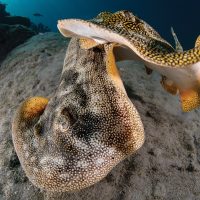 Two rays close up for the Scuba Diving magazine contest