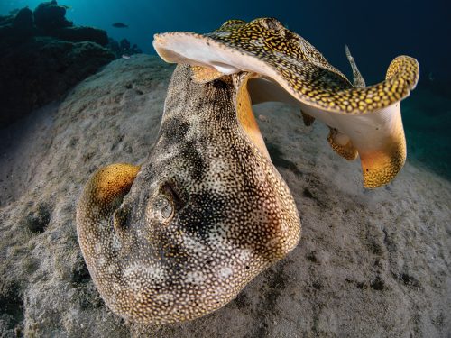 Two rays close up for the Scuba Diving magazine contest
