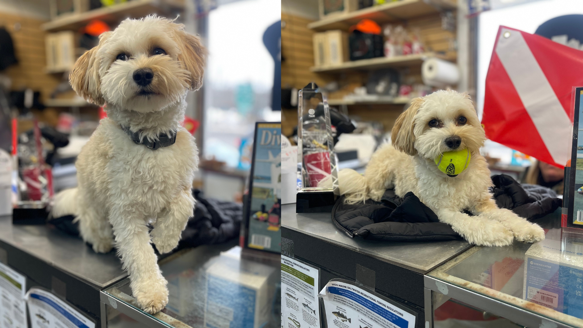 sam the dive shop dog